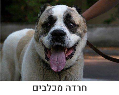 חרדה מכלבים